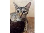 Hyacinth, Domestic Shorthair For Adoption In Rossville, Tennessee