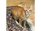 Comet (& See Cashew), Domestic Shorthair For Adoption In Mobile, Alabama