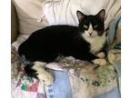 Panda, American Bobtail For Adoption In Mobile, Alabama