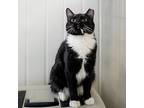 Mulan, Domestic Shorthair For Adoption In Des Moines, Iowa