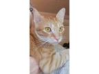 Trooper, Domestic Shorthair For Adoption In Mobile, Alabama