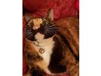 Calista, Domestic Shorthair For Adoption In Los Angeles, California