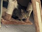 Comet, Domestic Shorthair For Adoption In Richmond, Indiana