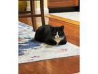 Gordon, Domestic Shorthair For Adoption In Carlisle, Pennsylvania