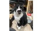 Andy, Domestic Shorthair For Adoption In Markham, Ontario