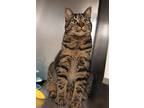 Suni Lee, Domestic Shorthair For Adoption In Carlisle, Pennsylvania