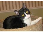 Hunter, Domestic Shorthair For Adoption In Mobile, Alabama