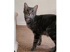 May, Domestic Shorthair For Adoption In Mesa, Arizona