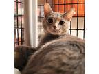 Billie, Domestic Shorthair For Adoption In Carlisle, Pennsylvania