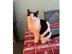 Maggie, Domestic Shorthair For Adoption In Carlisle, Pennsylvania