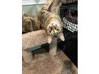 Gianna, Domestic Shorthair For Adoption In East Brunswick, New Jersey