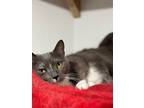 Peggy, Domestic Shorthair For Adoption In Markham, Ontario