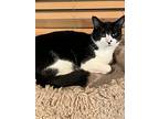 Benson, Domestic Shorthair For Adoption In East Brunswick, New Jersey