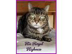 His Royal Highness Willow Grove (fcid 1/19/24-122), American Bobtail For