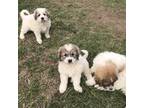 Great Pyrenees Puppy for sale in Brookneal, VA, USA