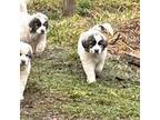 Great Pyrenees Puppy for sale in Brookneal, VA, USA