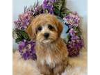 Maltipoo Puppy for sale in Fayetteville, AR, USA