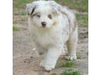 Miniature Australian Shepherd Puppy for sale in Checotah, OK, USA