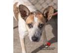 Adopt Uhura a Australian Cattle Dog / Blue Heeler