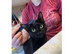 Adopt Fauna a Domestic Short Hair