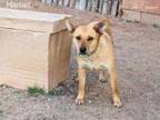 Adopt HARRIET a Mixed Breed
