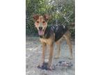 Adopt Willow a Black and Tan Coonhound, Doberman Pinscher