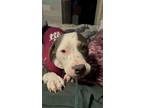 Adopt Gypsy a American Staffordshire Terrier