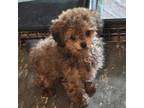 Poodle (Toy) Puppy for sale in Grand Saline, TX, USA
