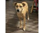 Adopt Persimmon a Terrier