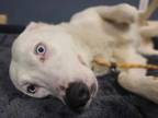 Adopt CALYPSO a Siberian Husky, Pit Bull Terrier