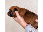 Boxer Puppy for sale in Aberdeen, WA, USA