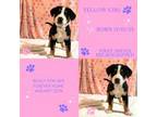 Greater Swiss Mountain Dog Puppy for sale in Aumsville, OR, USA