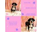 Greater Swiss Mountain Dog Puppy for sale in Aumsville, OR, USA