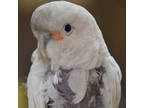 Adopt Tutu a Cockatoo