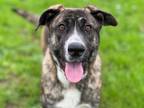 Adopt TIGRA a Anatolian Shepherd, Mixed Breed