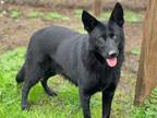 Adopt FELICITY a German Shepherd Dog, Labrador Retriever