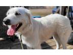 Adopt Katy #5 a Yellow Labrador Retriever, Great Pyrenees