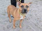 Adopt COCONUT a American Staffordshire Terrier