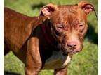 Adopt CANELLA a Pit Bull Terrier, Mixed Breed