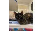 Adopt TURTLE a Domestic Short Hair