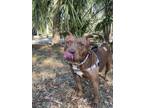 Adopt FRAN a Pit Bull Terrier