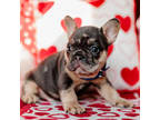 French Bulldog Puppy for sale in Blue Springs, MO, USA