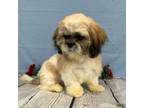 Shih Tzu Puppy for sale in Sullivan, IL, USA