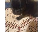 Little black girl pug