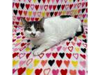 Adopt Ingrid a Domestic Short Hair