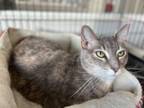 Adopt Kelley a Dilute Tortoiseshell