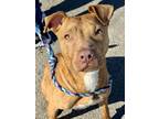Adopt Marney a Pit Bull Terrier, Mixed Breed
