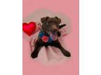 Adopt Bebe a Patterdale Terrier / Fell Terrier