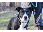 Adopt Lea a Pit Bull Terrier