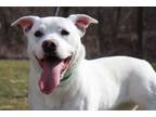 Adopt Sunshine a Labrador Retriever, Pit Bull Terrier